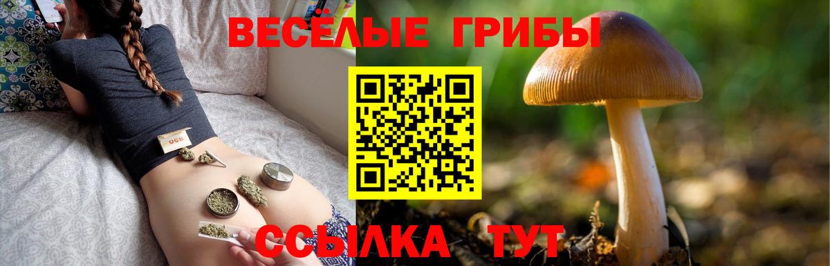Псилоцибиновые грибы GOLDEN TEACHER Бирск